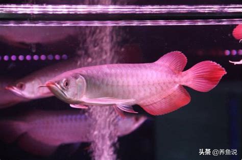 紅龍幼魚|如何把紅龍魚養好？龍魚新手玩家實操從0開始，養龍。